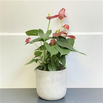 Anthurium