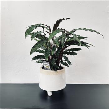 Calathea Blue Grass