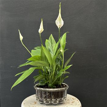 Peace Lily Jelly Planter 