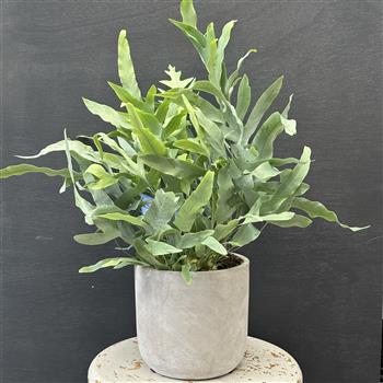 Blue Star Fern in Stone Pot