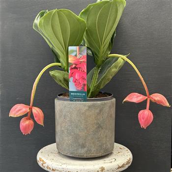 Medinilla in Bronze Stone Pot 