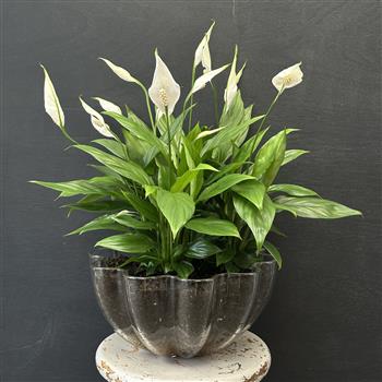 Glass Peace Lily 