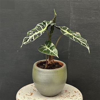 Alocasia Polly