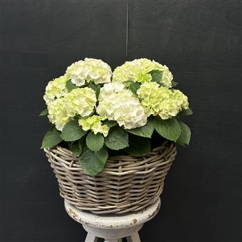 Wicker Hydrangea Planter- Medium