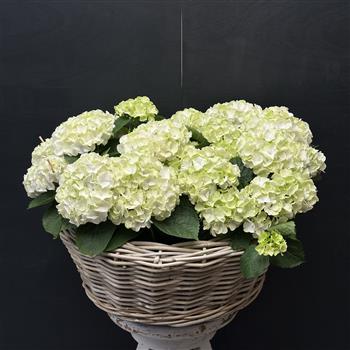 Wicker Hydrangea Planter- Large