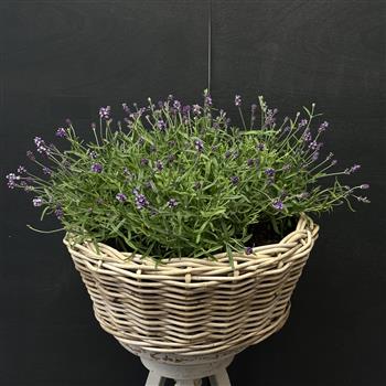 Lavender planter- Large