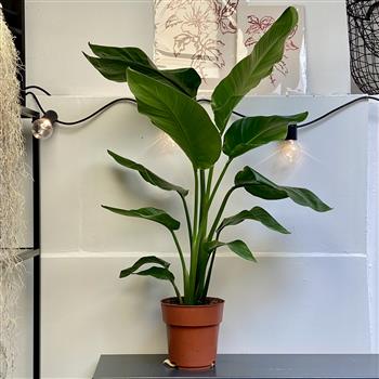 Strelitzia- Plant Only