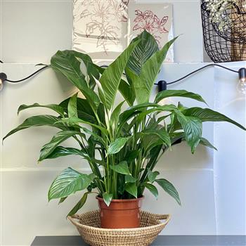 Giant Peace Lily- Plant Only
